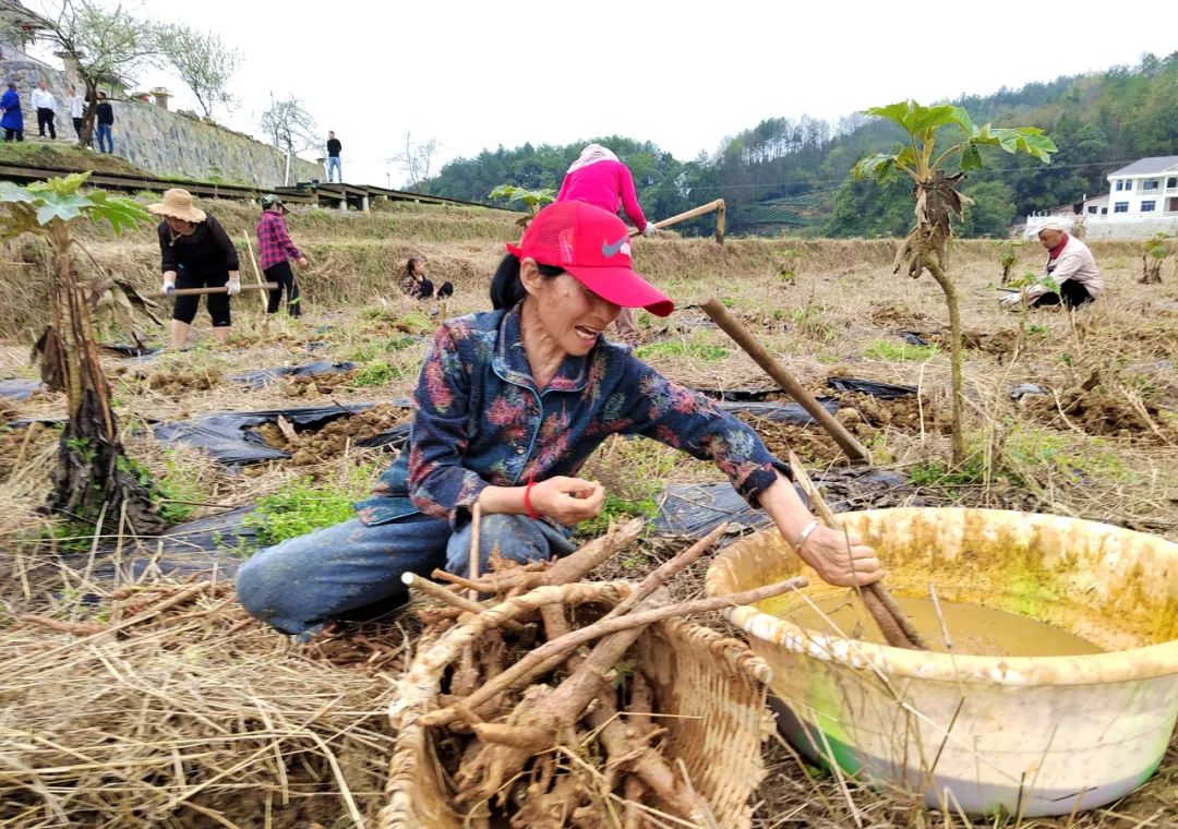 中药种植致富技术_中药材种植致富经_致富药材种植