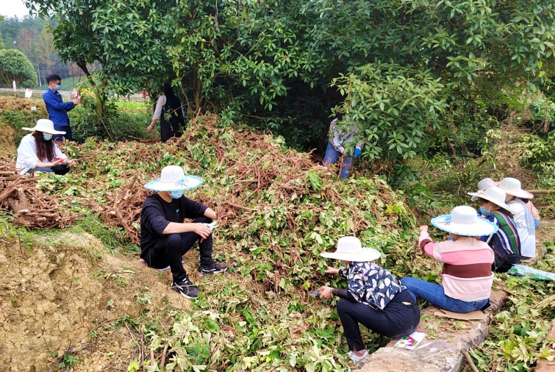 中药材种植致富经_中药种植致富技术_致富药材种植