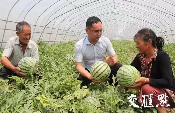 致富能手种植香瓜_香瓜种植增添新技术_香瓜种植效益