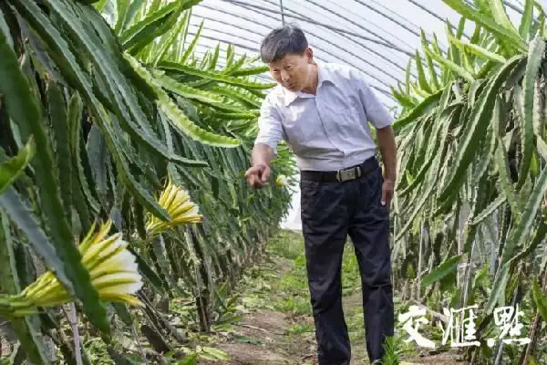 香瓜种植效益_香瓜种植增添新技术_致富能手种植香瓜