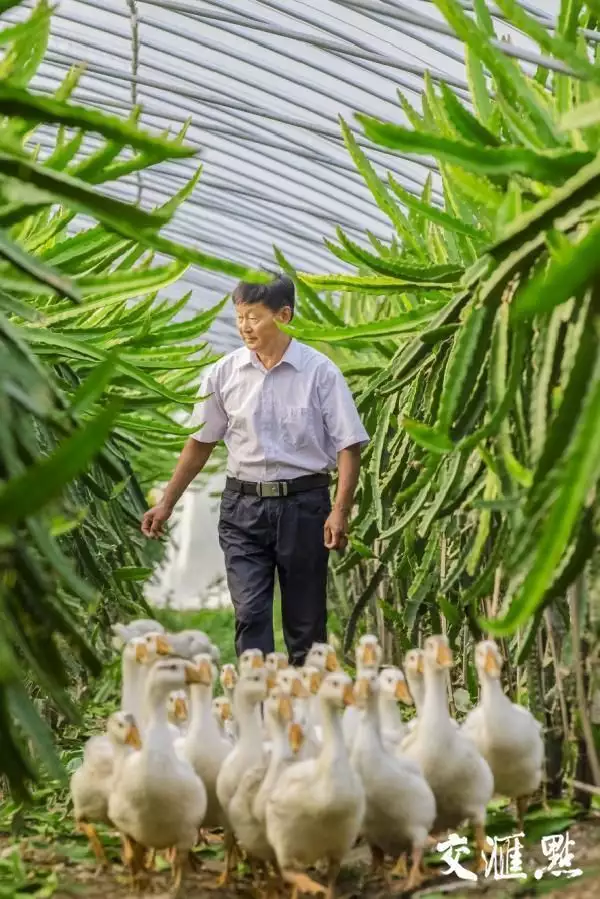 致富能手种植香瓜_香瓜种植效益_香瓜种植增添新技术