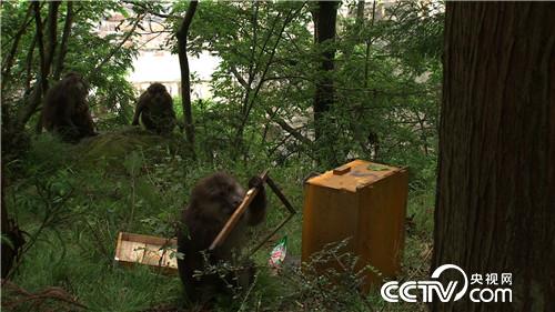 四川农村致富项目_20l7四川致富经_四川致富经