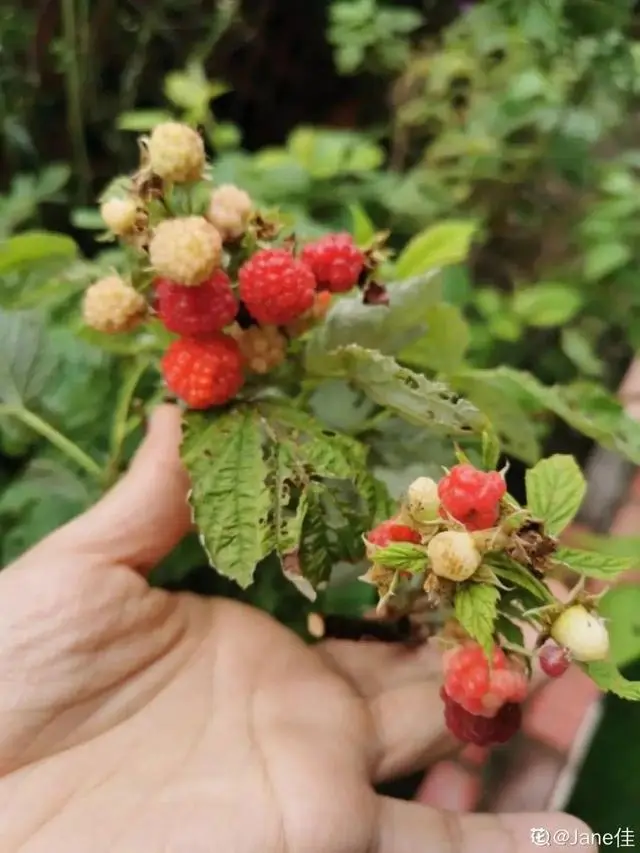 致富经养树莓_种植树莓挣钱吗_致富经树莓种植视频