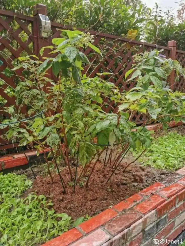 致富经树莓种植视频_致富经养树莓_种植树莓挣钱吗