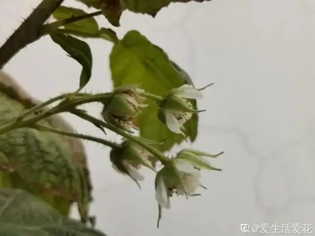 致富经养树莓_致富经树莓种植视频_种植树莓挣钱吗