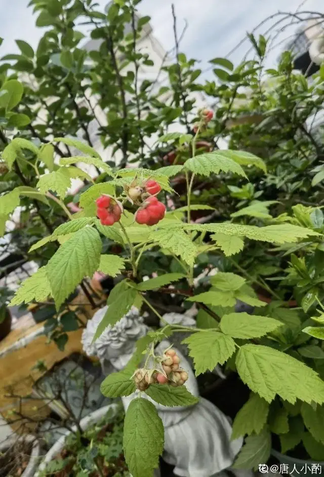 种植树莓挣钱吗_致富经树莓种植视频_致富经养树莓