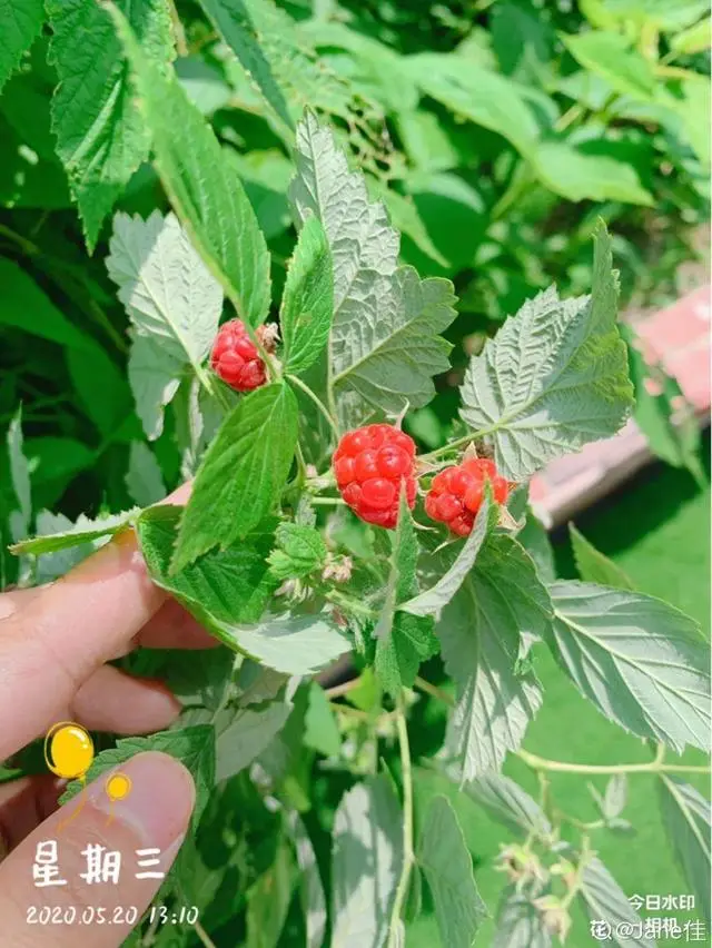 种植树莓挣钱吗_致富经养树莓_致富经树莓种植视频