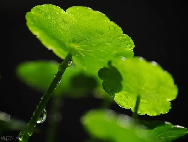 铜钱草养殖致富_养植铜钱草的方法_养殖铜钱草的功效与作用