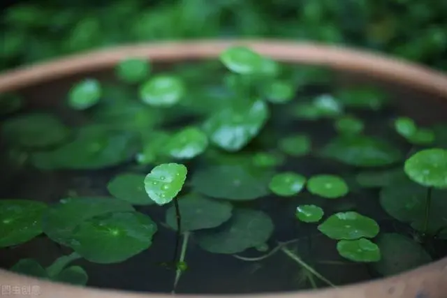 养植铜钱草的方法_养殖铜钱草的功效与作用_铜钱草养殖致富