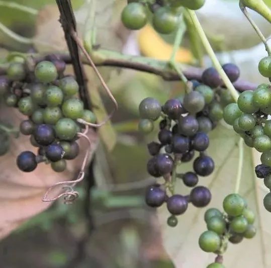 种植葡萄赚钱吗_致富经葡萄种植_致富经葡萄种植视频