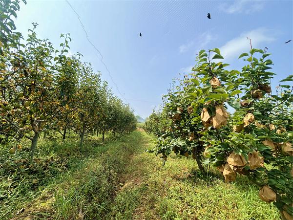 信阳市浉河区东双河镇：特色种植结出“致富果”