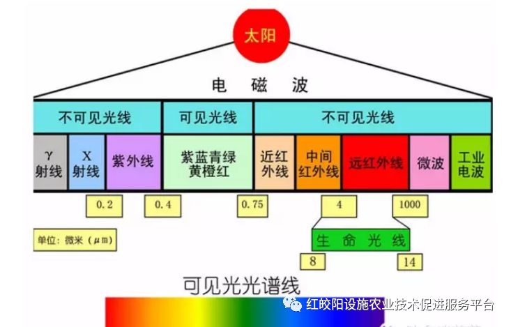 致富种植葡萄图片_致富经葡萄种植_致富种植葡萄视频