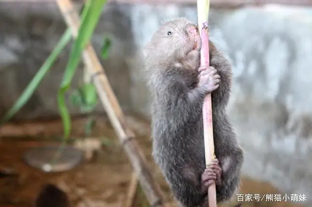 温州竹鼠养殖基地在哪_竹鼠养殖销路_致富经浙江温岭养竹鼠