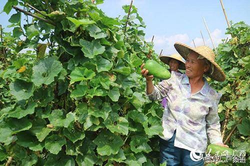 豌豆苗种植视频_致富经豌豆苗那一期_农广天地豌豆种植技术视频