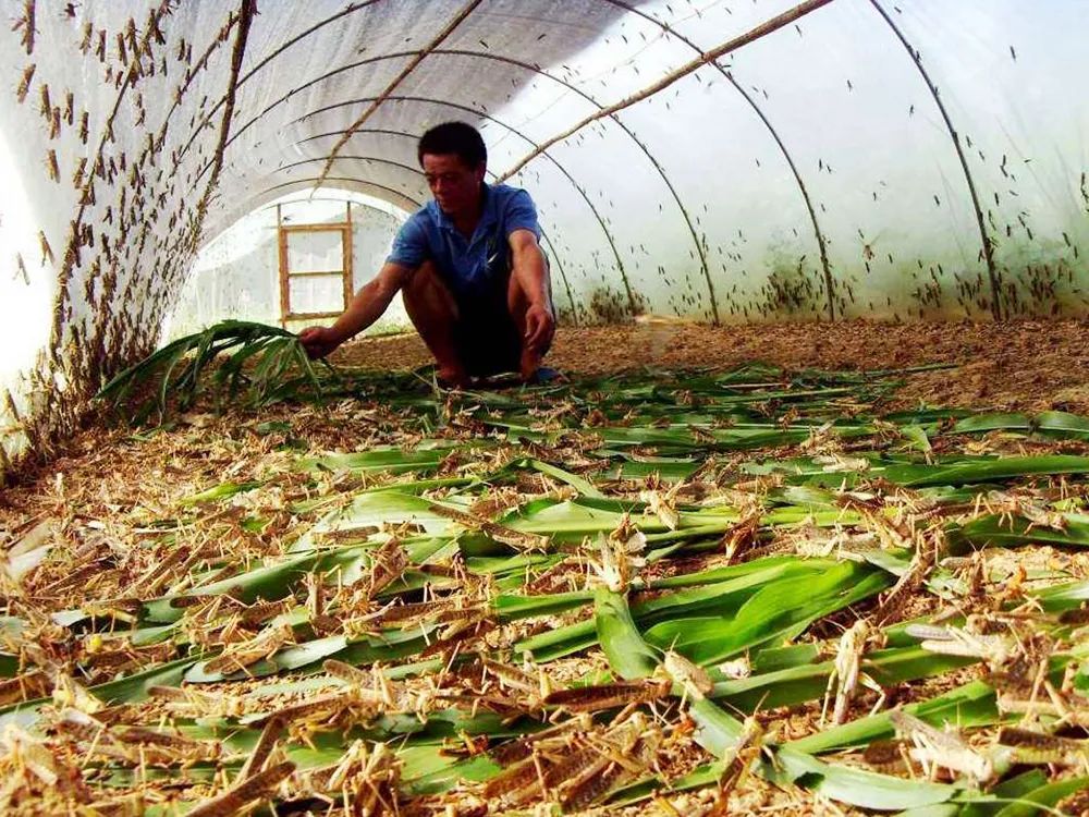 致富养殖蝗虫赚钱吗_致富养殖蝗虫视频_致富经养殖蝗虫