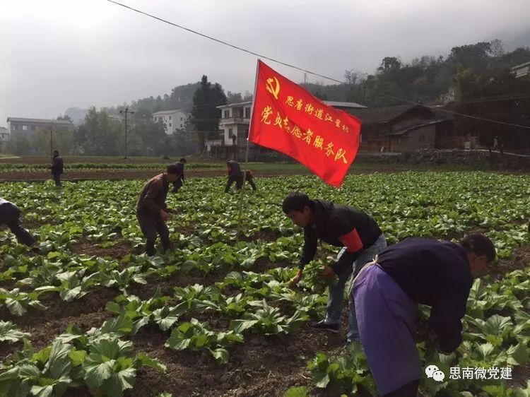 铁皮石斛赚钱吗_铁皮石斛视频央视_铁皮石斛致富经全集