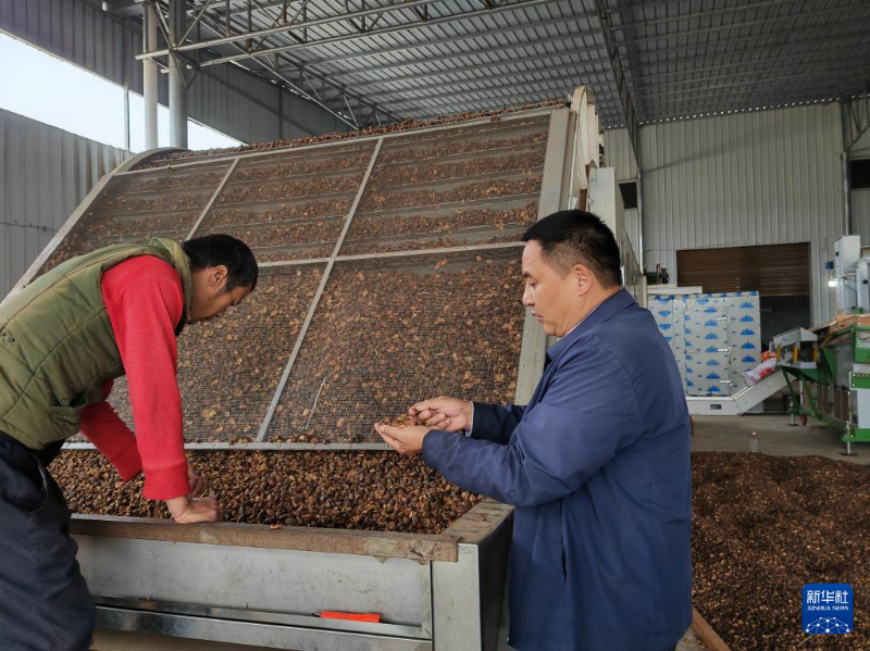 致富能种植油茶人参吗_油茶种植 致富能人_致富能种植油茶人吗