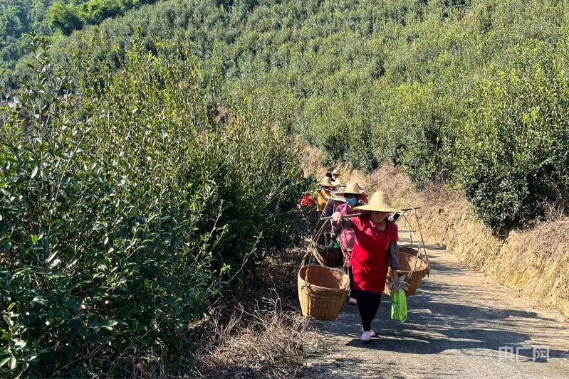 致富能种植油茶人吗_油茶种植 致富能人_种植油茶赚钱吗