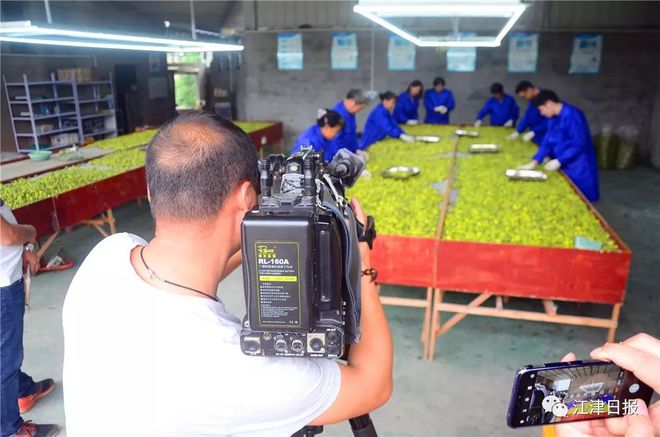 桃子高产种植技术_种植最大的桃子致富经_桃子种植利润