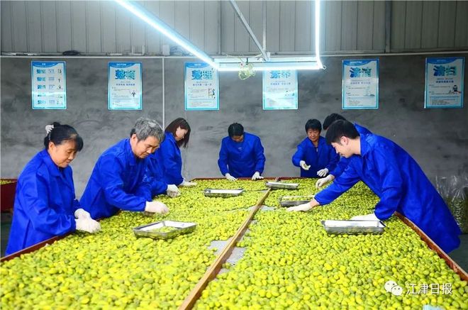 桃子种植利润_桃子高产种植技术_种植最大的桃子致富经