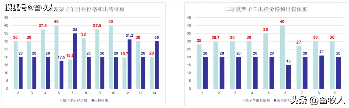 cctv致富经养羊_2020致富经养羊视频_致富经2020养羊视频