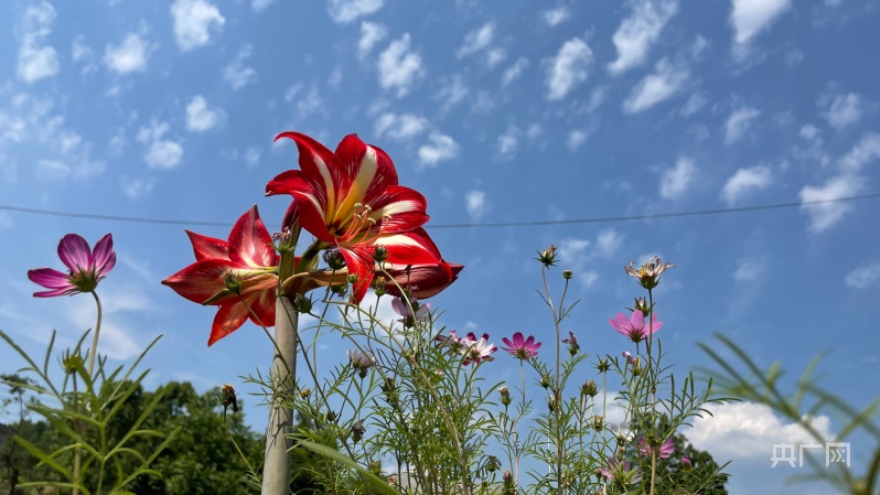 农村致富种植魔芋种植技术_种植致富农村魔芋技术有哪些_种植致富农村魔芋技术研究