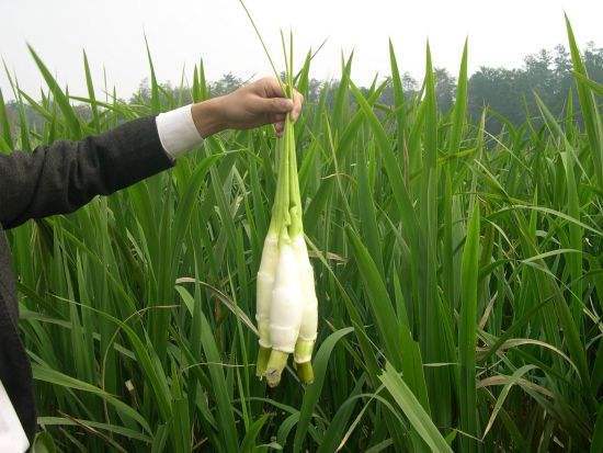 桃子高产种植技术_致富经种冬桃_种植最大的桃子致富经