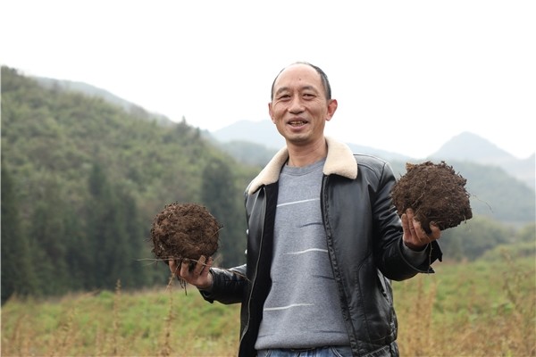 种植魔芋新技术_农村种植魔芋怎么样_农村致富种植魔芋种植技术