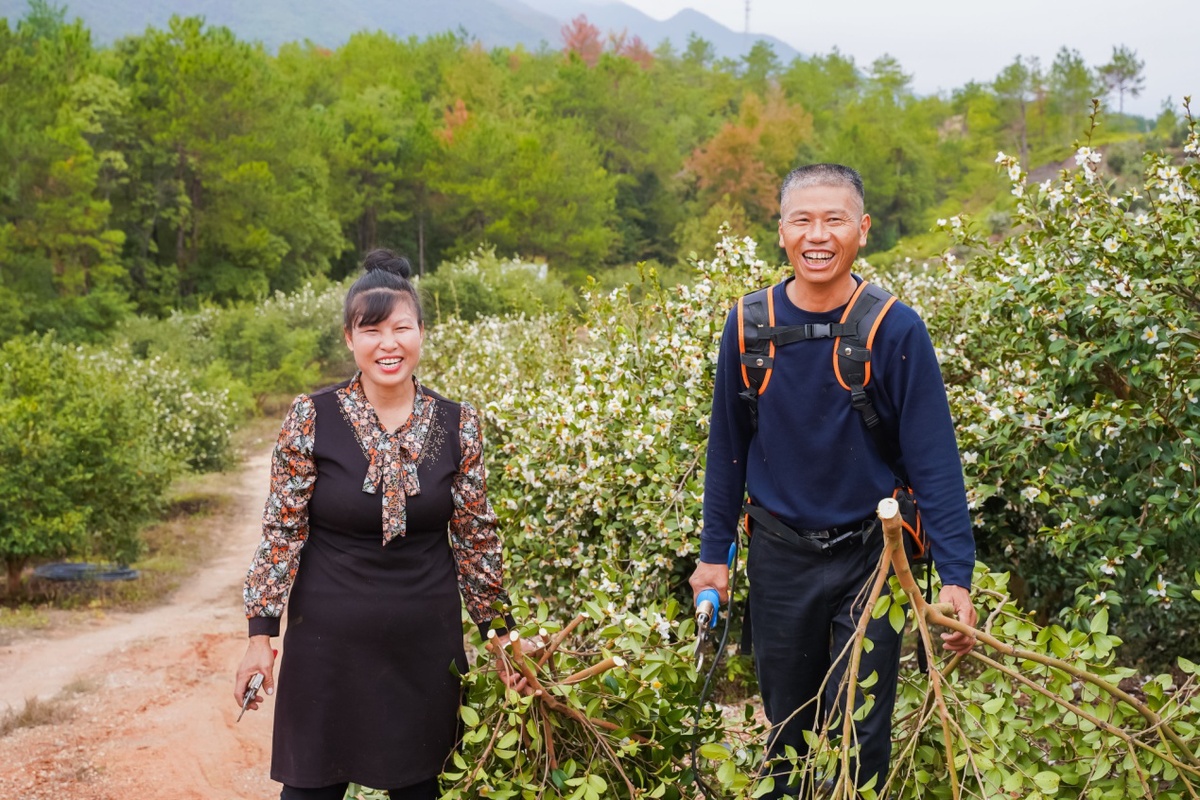 致富能种植油茶人吗_油茶种植 致富能人_致富能种植油茶人参果吗