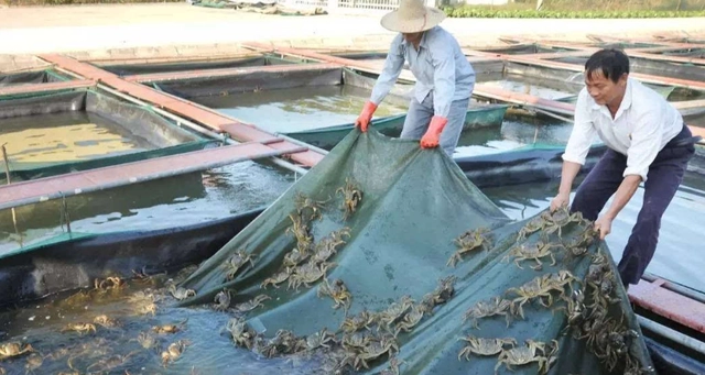 海螃蟹养殖技术_海蟹的养殖_海蟹的养殖方法和技术