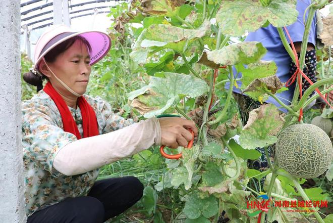 致富种植杨凌模式怎么样_杨凌种植致富模式_陕西杨凌农业种植