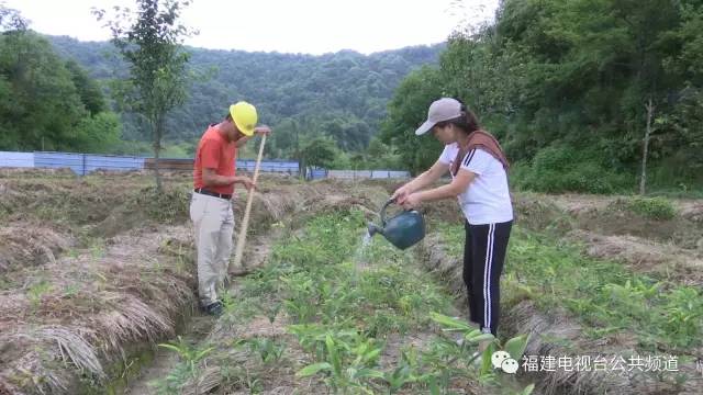 厉害！闽清金沙山林里究竟种了啥“宝”？一亩能赚五万！