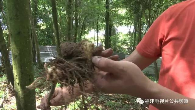 致富宝贝种植方法有哪些_致富宝贝种植方法_致富宝宝