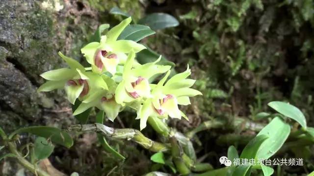 致富宝贝种植方法_致富宝宝_致富宝贝种植方法有哪些