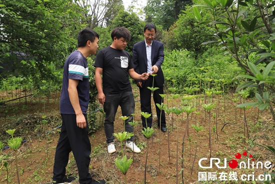 贵州盘州：发展中药材种植 探索乡村振兴新路径