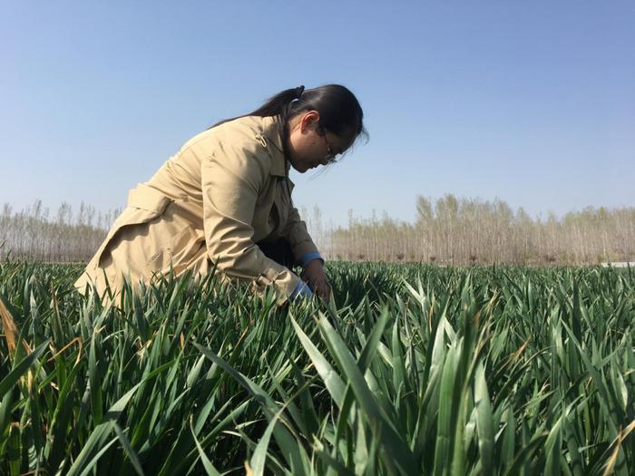 高密农作物_高密种植致富_致富种植高密度稻谷