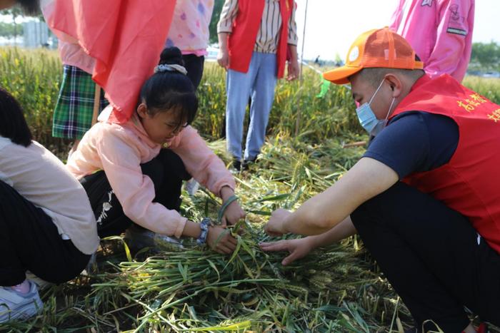 高密种植致富_高密农作物_致富种植高密度稻谷