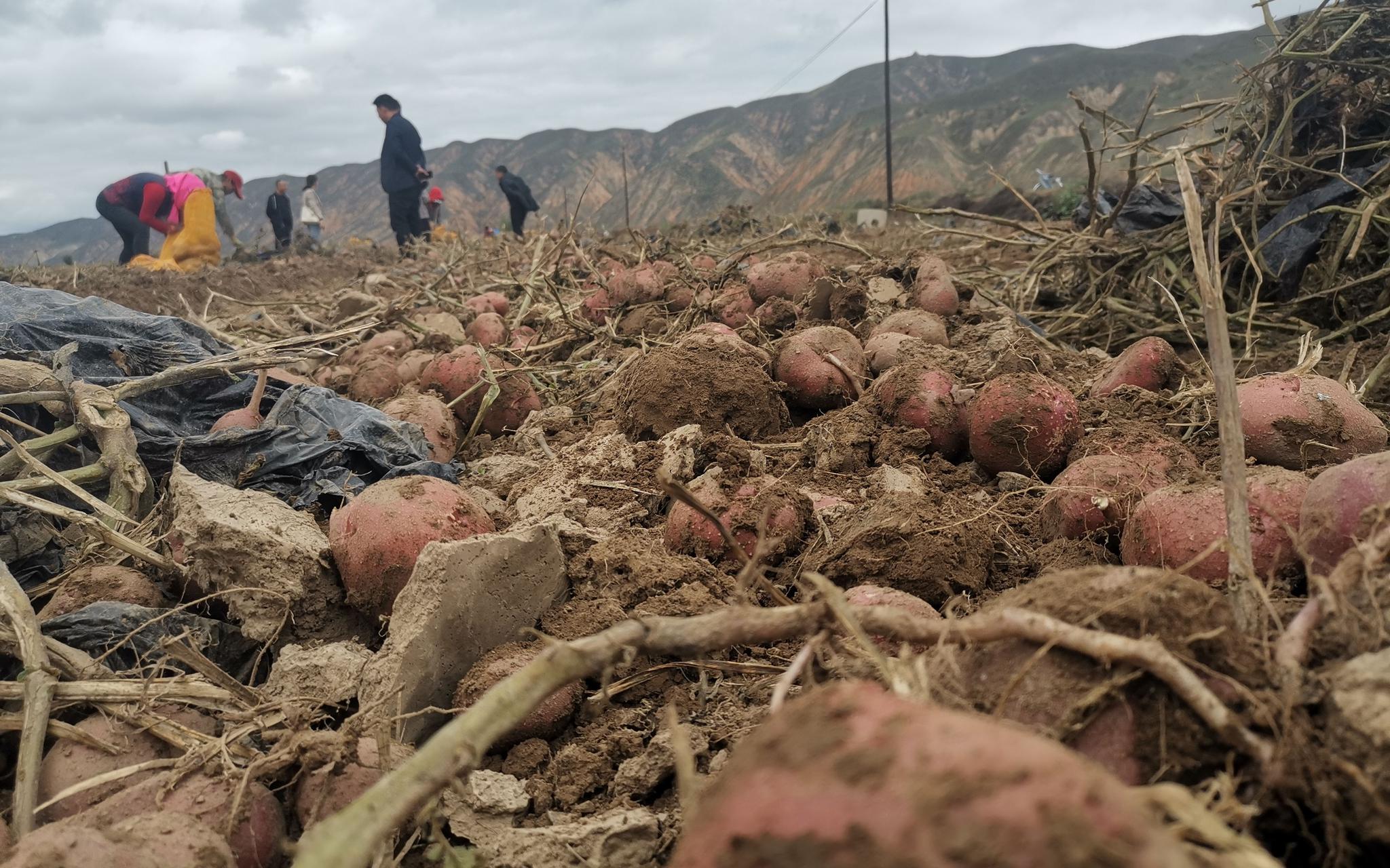 甘肃农场中正在收获红皮土豆。新京报记者 周怀宗 摄