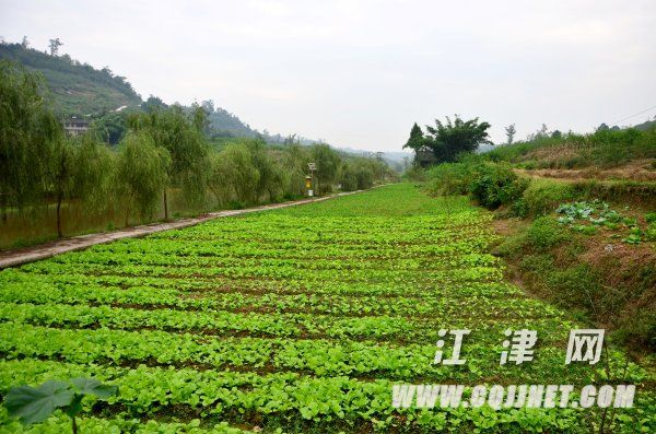 鸡油菌的功效与作用及禁忌