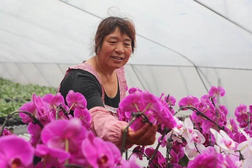 杨凌种植致富模式_陕西杨凌农业种植_致富种植杨凌模式有哪些