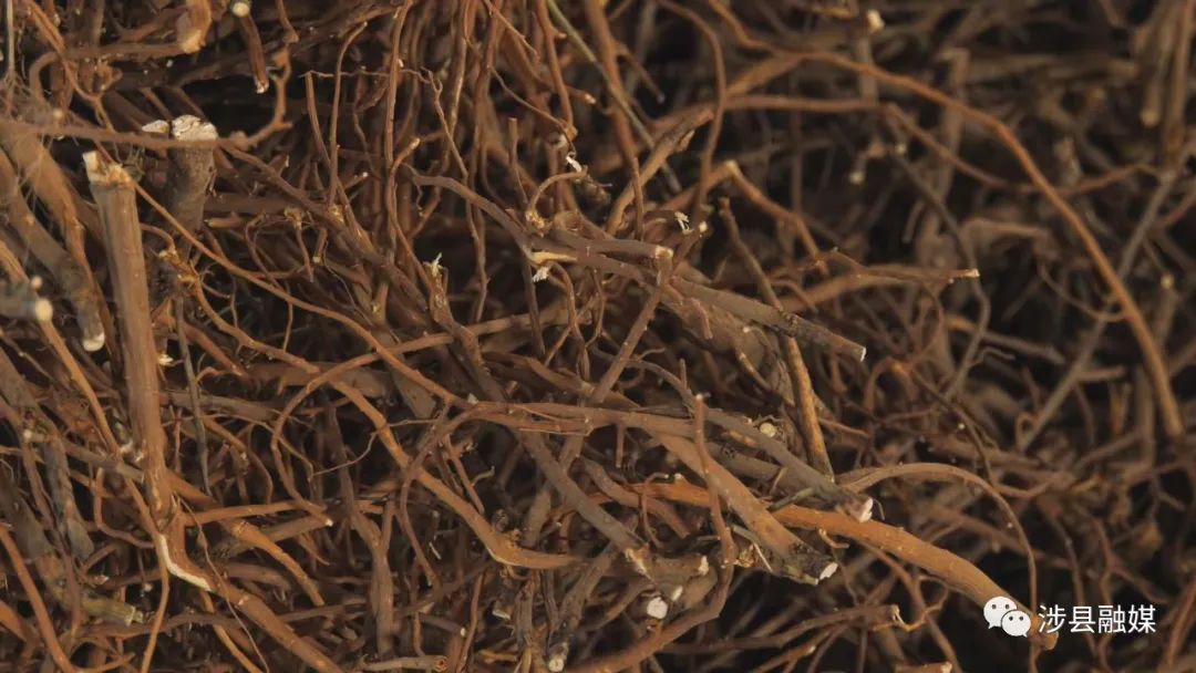 致富宝贝种植方法_致富宝贝种植方法图片_致富宝贝种植方法有哪些