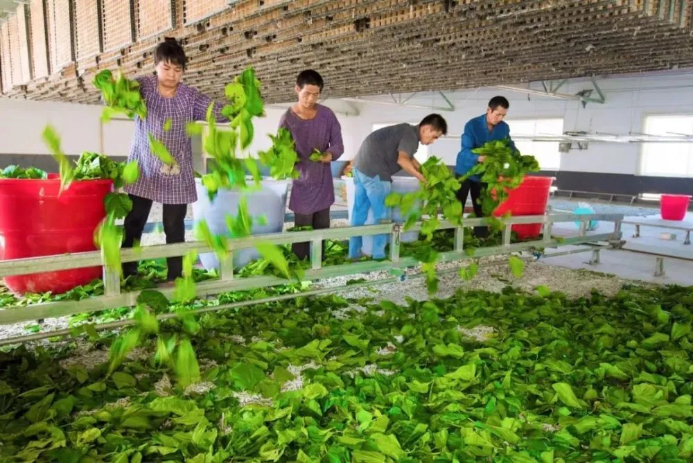 高密种植面积_高密种植致富_高密农作物