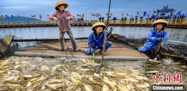 养殖黄鱼网箱技术大全图解_网箱大黄鱼养殖技术_网箱养殖黄颡鱼技术