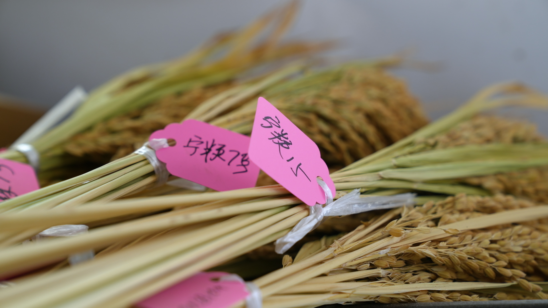 沃野芬芳，江苏新年首场调研聚焦“强国根基”