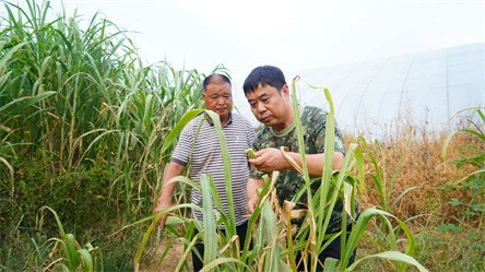 斑鳜多少钱一斤2020_斑鳜鱼好吃吗_致富经斑鳜鱼