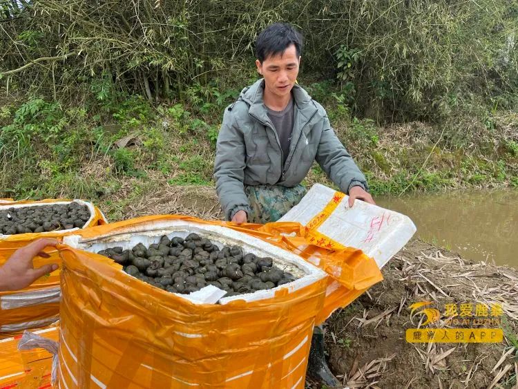 广西田螺养殖基地_广西稻田养殖田螺苗_广西养殖田螺致富