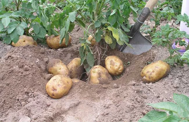 土豆春季种植技术视频_土豆春季种植技术要点_春季土豆种植技术