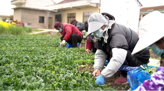 菠菜种植致富_菠菜种植效益_种菠菜挣钱吗