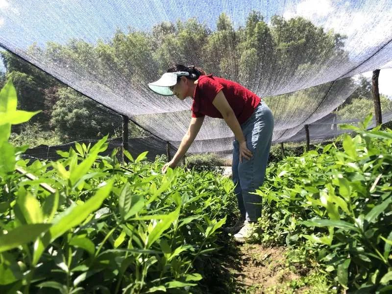 乡下养殖致富_农村致富养殖_农村致富项目养殖业