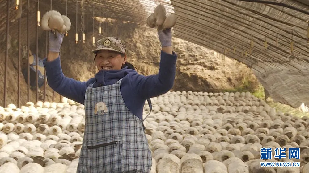 平菇种植视频完整版_山东平菇种植基地_滨州种植平菇致富新闻联播